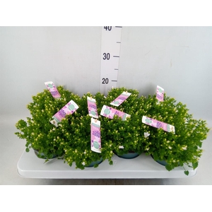 Campanula porten. 'Ambella White'