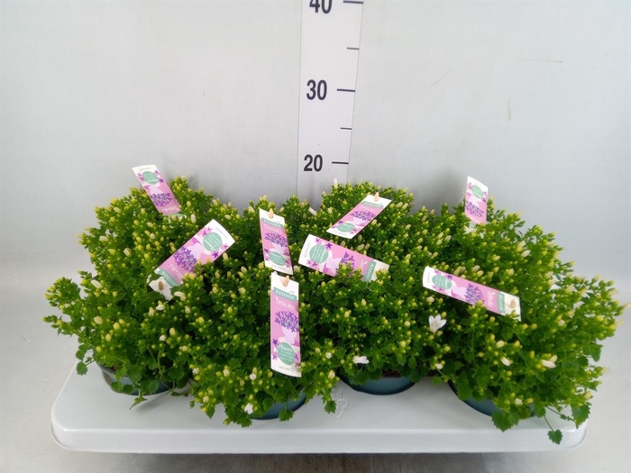 <h4>Campanula porten. 'Ambella White'</h4>