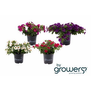 CALIBRACHOA-HYBRID p11,5