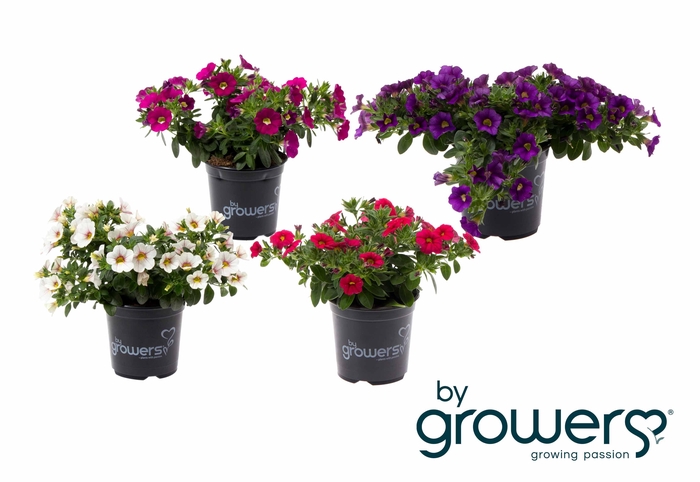 <h4>CALIBRACHOA-HYBRID p11,5</h4>