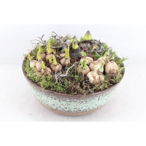 arr4 Bollenmix MB - Luxe schaal L 338/2