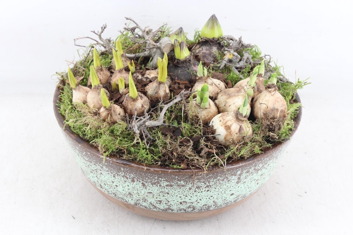 <h4>arr4 Bollenmix MB - Luxe schaal L 338/2</h4>