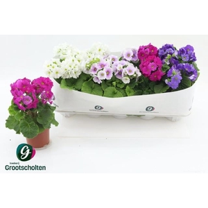 PRIM OB SWEETK A GEM