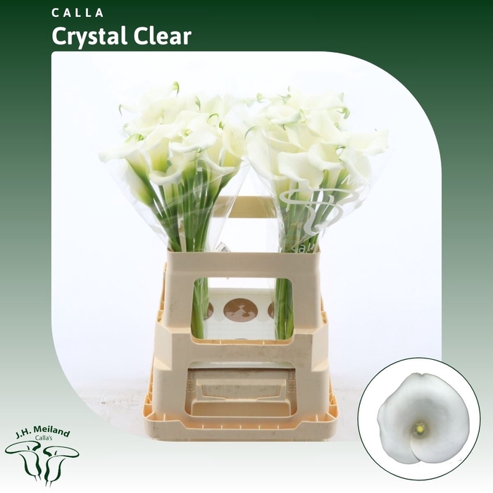 <h4>Calla Crystal Clear</h4>