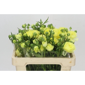 Ranunculus Natura Moderna Limoncello