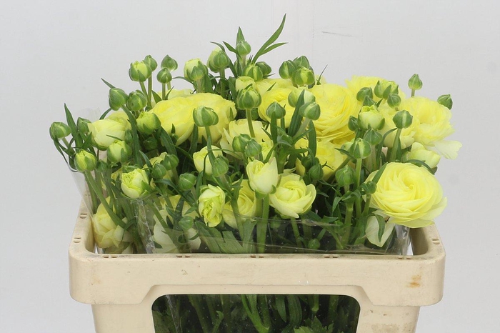 <h4>Ranunculus Natura Moderna Limoncello</h4>