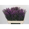 Aster Baby Pink
