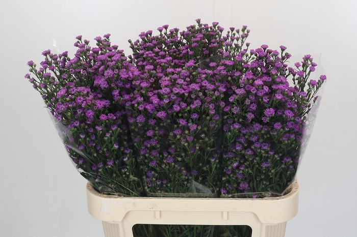 <h4>Aster Baby Pink</h4>