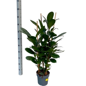 Ficus Cyathistipula 21Ø 90cm 3pp