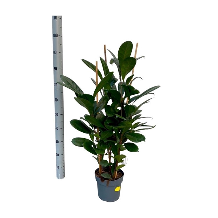 <h4>Ficus Cyathistipula 21Ø 90cm 3pp</h4>