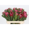 Protea Brenda
