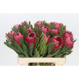 Protea Brenda