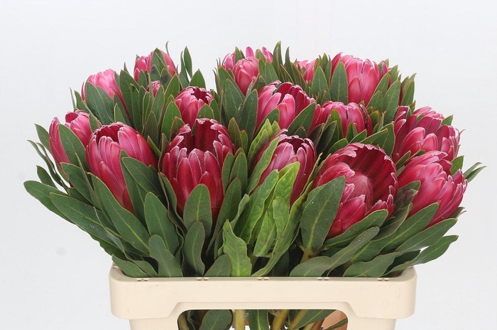 Protea Brenda