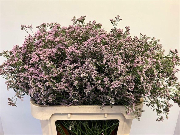 <h4>Lim Saf Oshi Pink</h4>