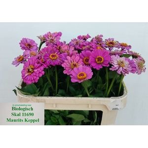 ZINNIA ELEGANS