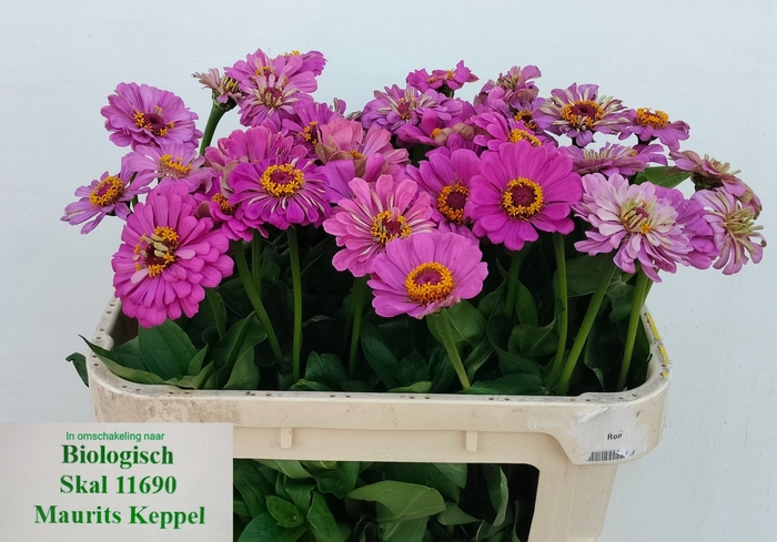 <h4>ZINNIA ELEGANS</h4>