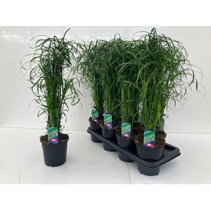 Cyperus alternifolius