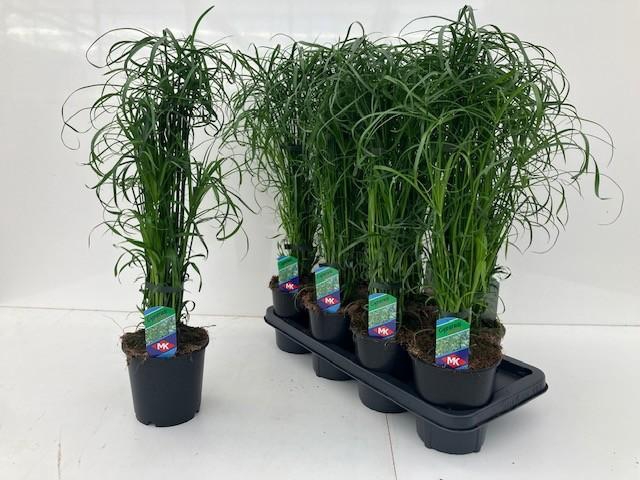 <h4>Cyperus alternifolius</h4>