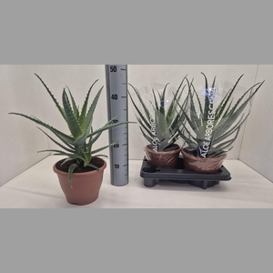 ALOE ARBORESCENS