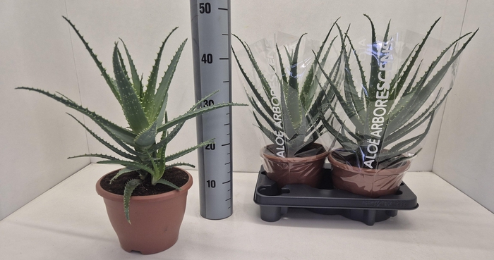 <h4>ALOE ARBORESCENS</h4>