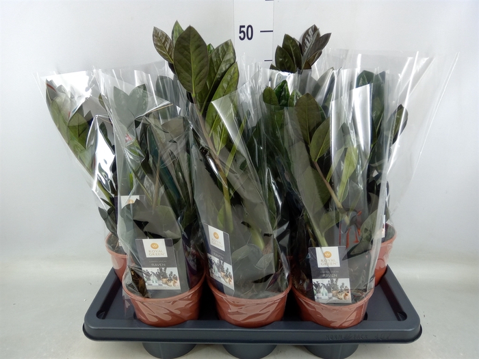 <h4>Zamioculcas zamiifolia 'Dowon'</h4>