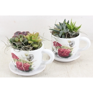 arr2 JS - Kop&schotel flora x6 Eche.