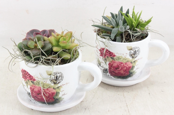 <h4>arr2 JS - Kop&schotel flora x6 Eche.</h4>