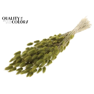 Lagurus per bunch Olive