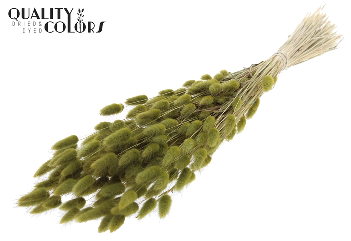 <h4>Lagurus per bunch Olive</h4>