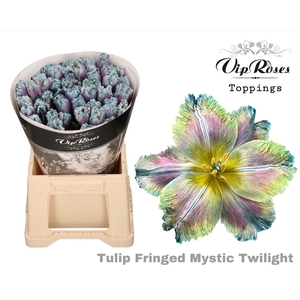 Tu Fr Fringed Mystic Twilight