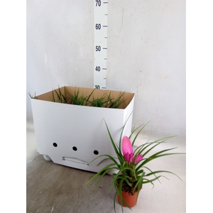 Tillandsia cyanea 'Josee'