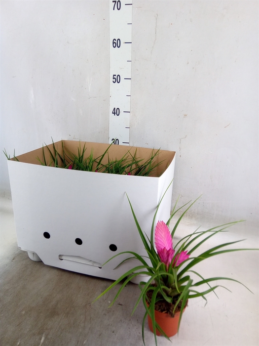 <h4>Tillandsia cyanea 'Josee'</h4>