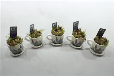 <h4>6311 Musc Mini Kop/schotel</h4>