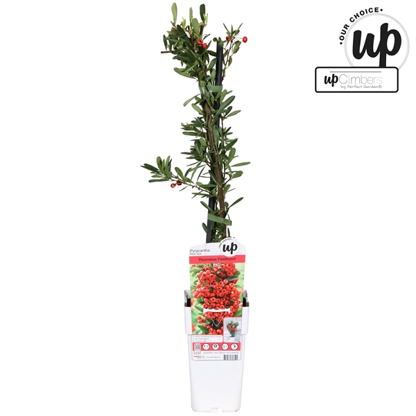 <h4>Pyracantha coccinea 'Red Star' P15</h4>