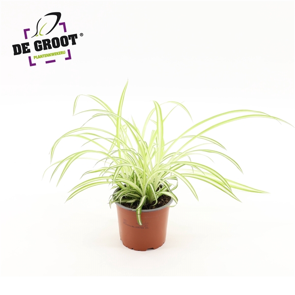 <h4>Chlorophytum comosum 'Variegatum'</h4>