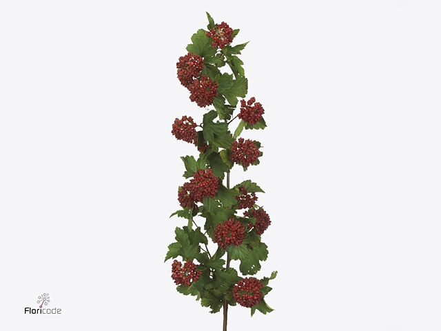 Physocarpusblad D.rood