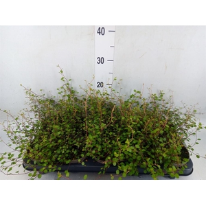 Muehlenbeckia com. 'Mao'ri'