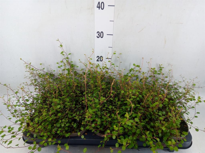 <h4>Muehlenbeckia com. 'Mao'ri'</h4>