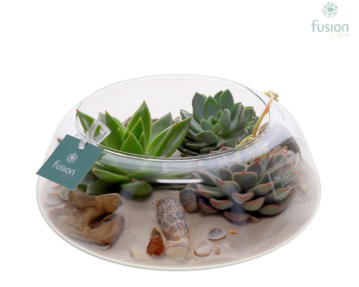 <h4>Green Bottle Christel Large Maritiem met Succulenten</h4>