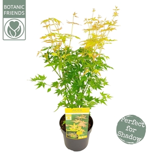 Acer palmatum Orange Dream