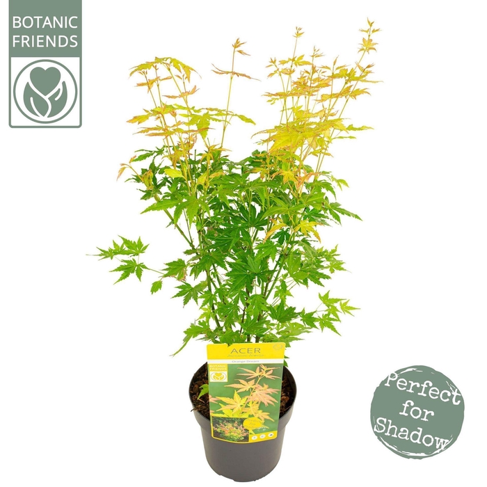 <h4>Acer palmatum Orange Dream</h4>