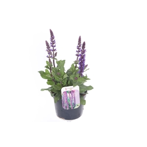 Salvia nemorosa Sensation Blue