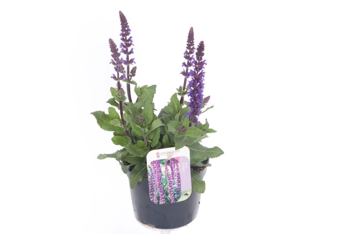 <h4>Salvia nemorosa Sensation Blue</h4>