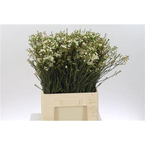 Chamelauc White Sirius