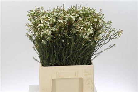 <h4>Chamelauc White Sirius</h4>