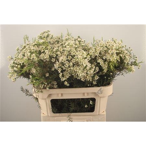 Chamelaucium Jupite Moon