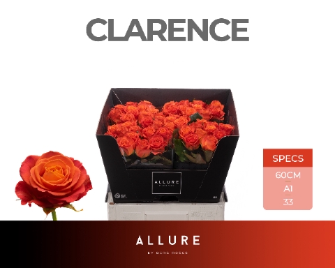 R GR CLARENCE+ ALLURE