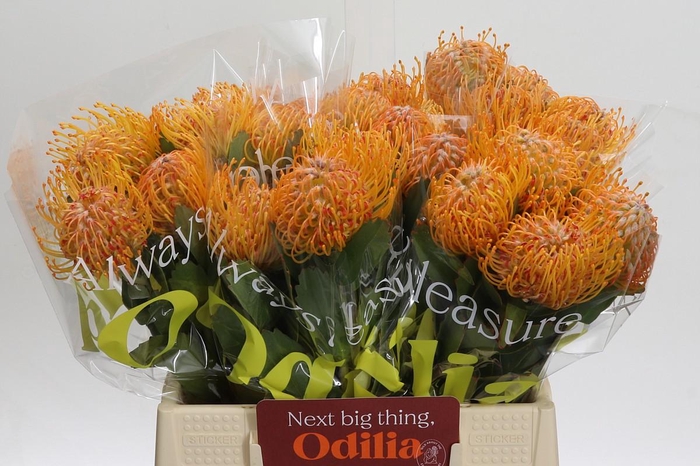 <h4>Nutans Soleil</h4>