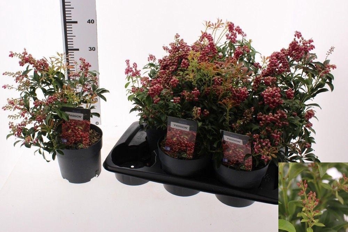 <h4>PIERIS JAPONICA</h4>