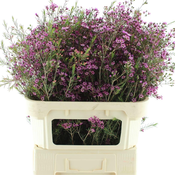 <h4>Chame Un Prince</h4>